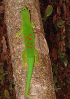 ����� ����� ������